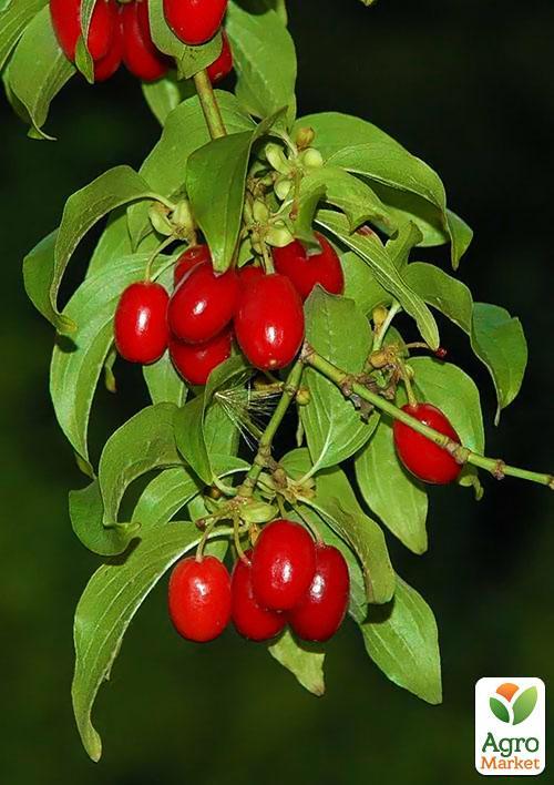 Кизил "Лукьяновский" (средний срок созревания, один из наилучших сортов) - фото 5