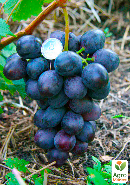 Виноград "Посланник" (крупный, сладкий, морозостойкий) - фото 2