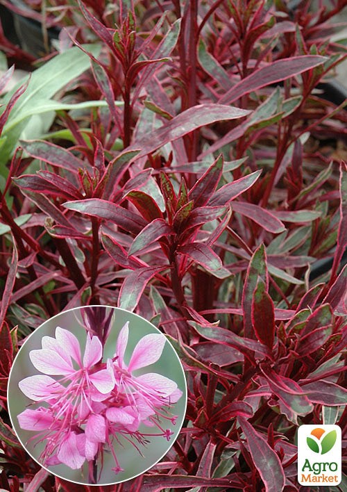 Гаура Variegata "Rainbow" (эффектный многолетник)