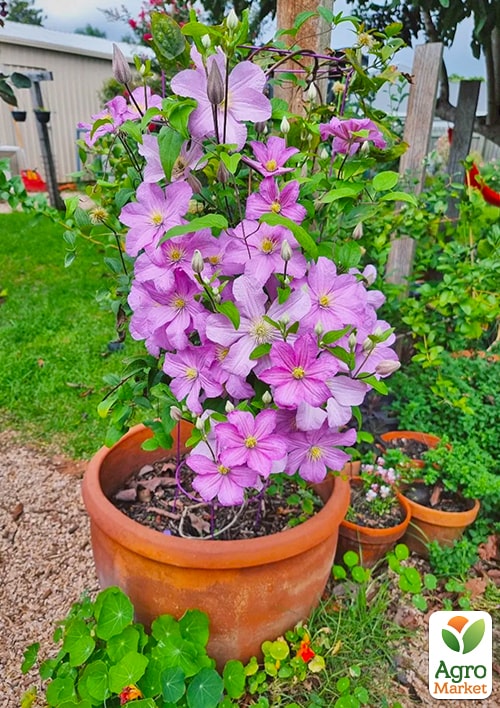 Клематис "Comtesse de Bouchaud" - фото 5