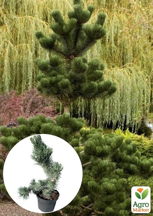 Сосна черная "Oregon Green" С7.5, высота 50-60см