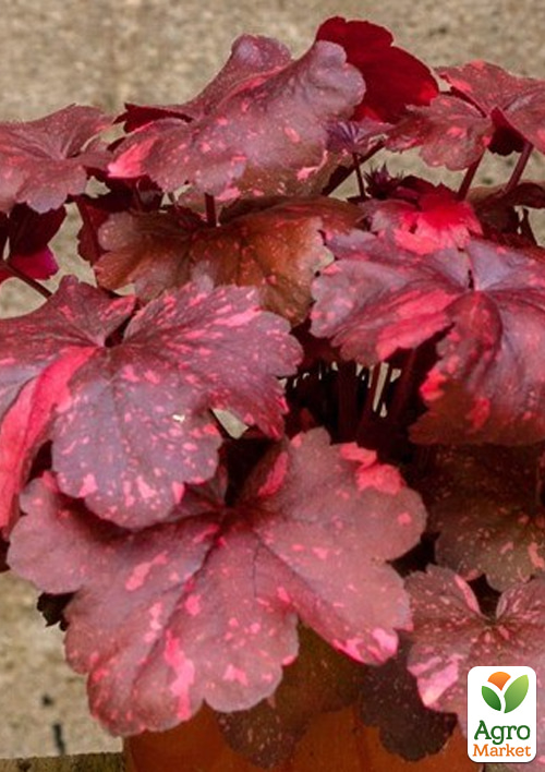 Гейхера (Heuchera) "Galaxy" С1 (высота 15-30см)