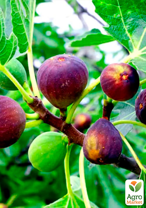 Інжир "Кримський 44" - фото 4