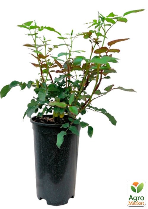 Роза в контейнере флорибунда "Pomponella" (саженец класса АА+) - фото 2