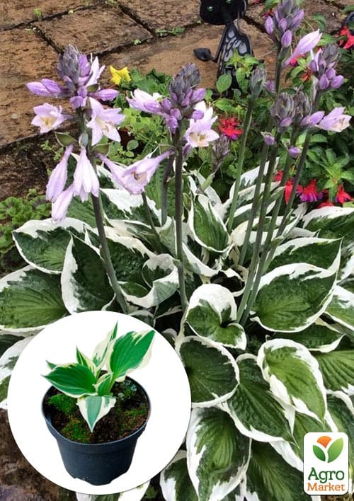 Хоста гибридная "Patriot" С3