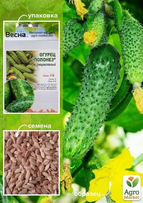 Огірок оброблений "Полонез" (Зипер) ТМ "Весна" 0.5г