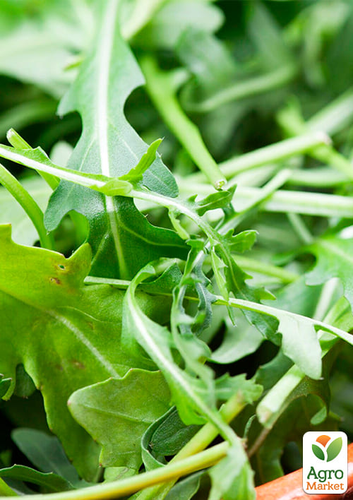 На развес Салат "Руккола" ТМ "Весна" цена за 10г - фото 2