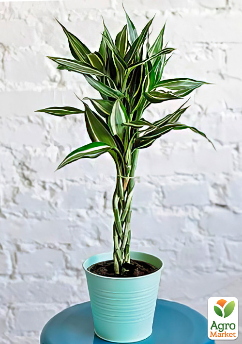 LMTD Драцена переплетенная "Sanderiana" (высота 40-50см) - фото 7