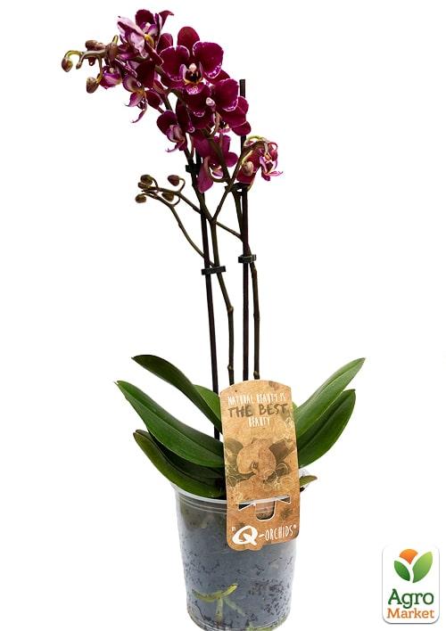 Орхідея (Phalaenopsis) "Wine" - фото 6