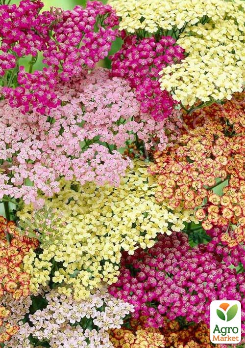 Тысячелистник "Patchwork" (засухоустойчивый садовый многолетник)
