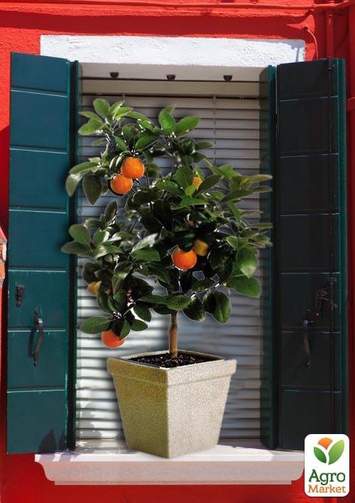 Апельсин "Аджарский"