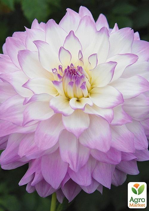 Георгина "Mikayla Miranda"