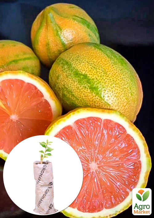 Лайм вариегатный "Tahiti Variegata" (очень сочный, ароматный плод)