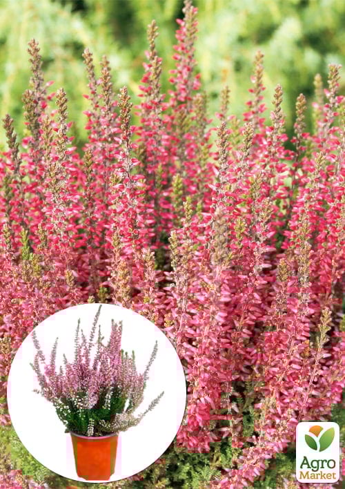 Верес звичайний "Athene"