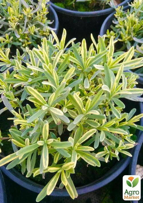 Лаванда пестролистная "Platinum Blonde" (контейнер № 10, высота 10-15 см) - фото 5