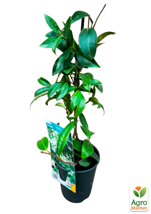 LMTD Трахелоспермум "Jasminoides" висота 50-70см - фото 5