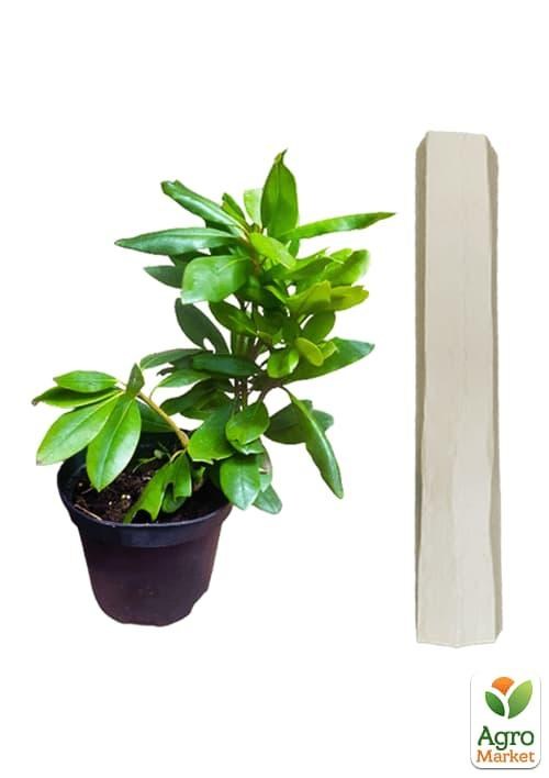 Рододендрон "Roseum elegans" 2 летний  (розовый) С1,5 высота 18-30см - фото 3