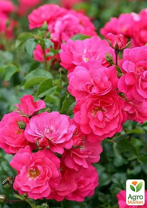 Роза в контейнере почвопокровная "Heidetraum" (саженец класса АА+) - фото 2