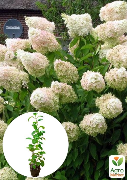 Гортензия древовидная 2-х летняя "Grandiflora" высота саженца 20-30см