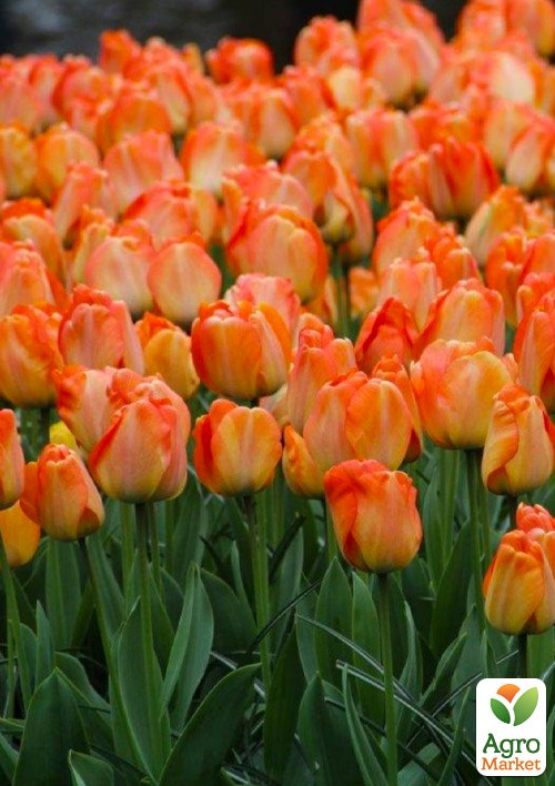 Тюльпан "Daydream"