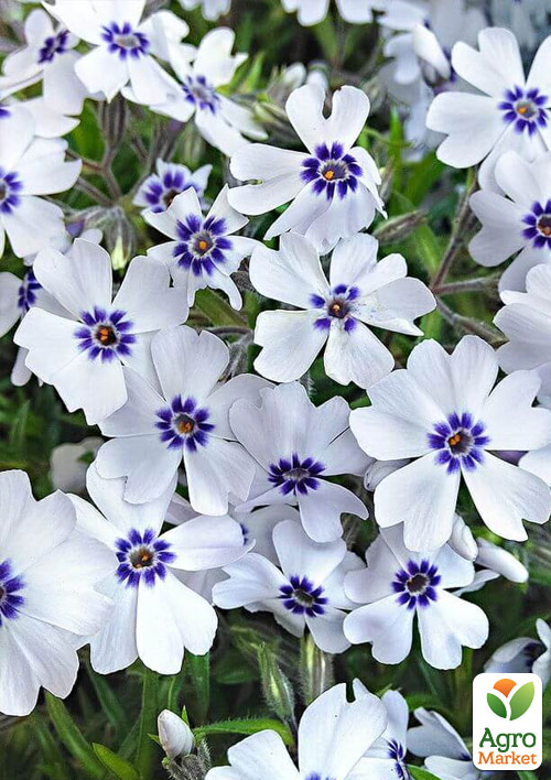 Флокс шилоподібний "Bavaria" (квітучий килим)