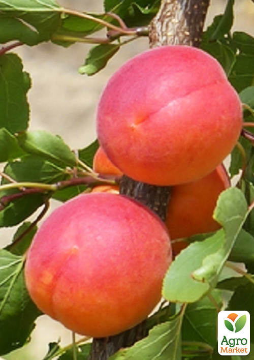 Абрикос "Самурай" (крупноплодный, ранний срок созревания)