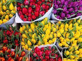Основні правила вирощування тюльпанів