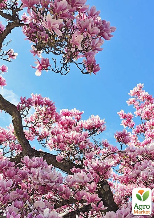 Магнолія "X Soulangeana" (Суланжа) - фото 6