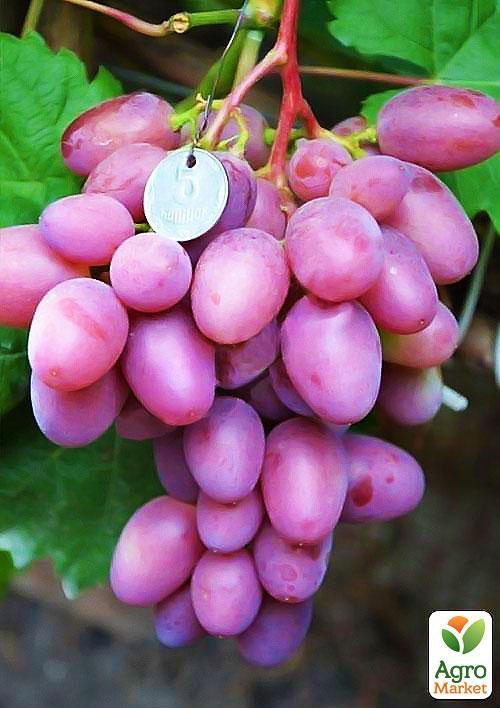 Виноград "Парижанка" (надранній термін дозрівання, має тривалий термін зберігання ягід)