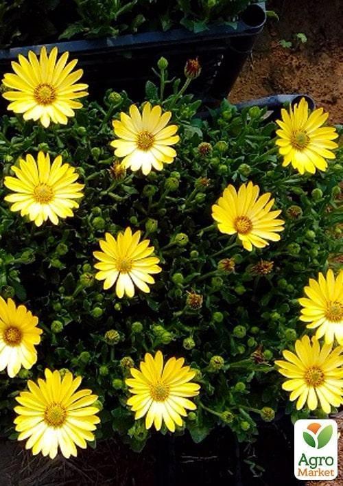 Остеоспермум "Buttermilk" (контейнер № 10, высота 10-20 см) - фото 2