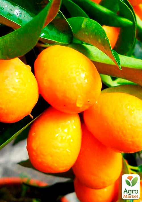 Кумкват (Золотий апельсин) - фото 5