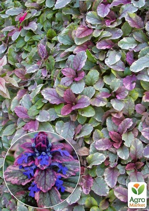 Живучка повзуча "Burgundy Glow" (ефектний, багаторічний строкатий килим)