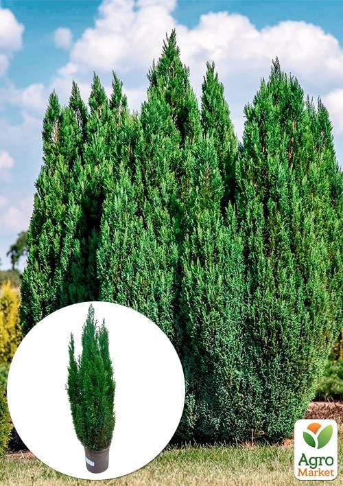 Кіпарисовик "Ellwoodii" (Pyramide) висота 120-140см