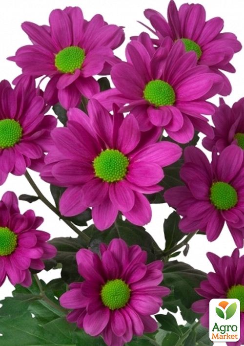 Хризантема кустовая среднецветковая "Jackson Purple" 