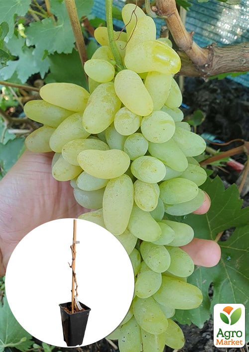 Виноград кишмиш "Голд Фингер" (укорененный саженец в контейнере)