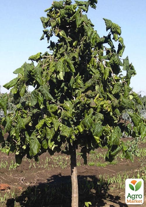 Фундук на штамбе обыкновенный "Contorta"  высота 1,2-1,4м - фото 4