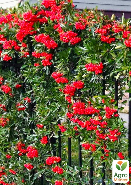 Піраканта "Red Column" 3-річна (висота 60-80см) - фото 4