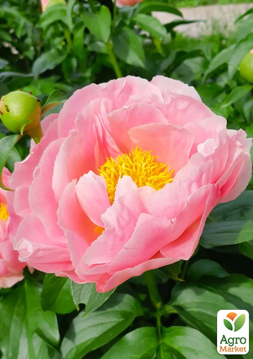 Півонія трав'яниста "Salmon Chiffon" - фото 2