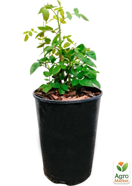 Роза в контейнере мелкоцветковая "Mirabell" (саженец класса АА+) - фото 3