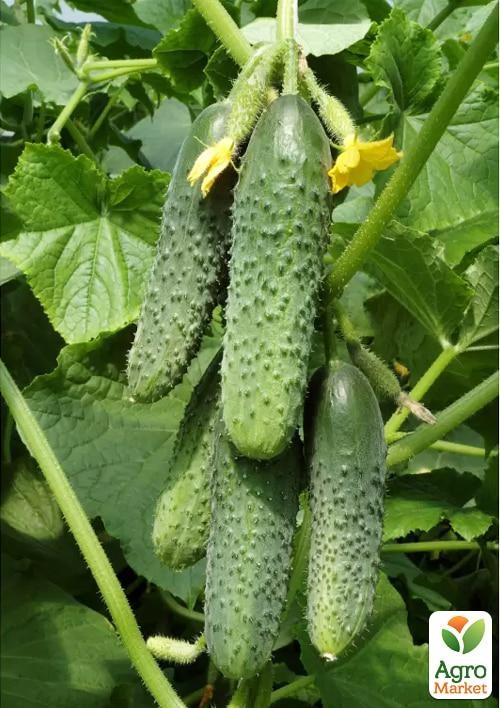 Огірок "Зятьок F1" (Зипер) ТМ "Весна" 0.5г - фото 2
