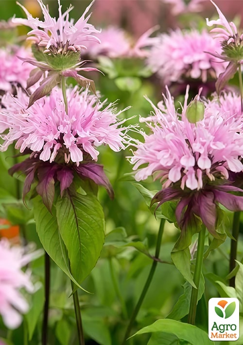 Бергамот (Монарда)  "Liesbeth"