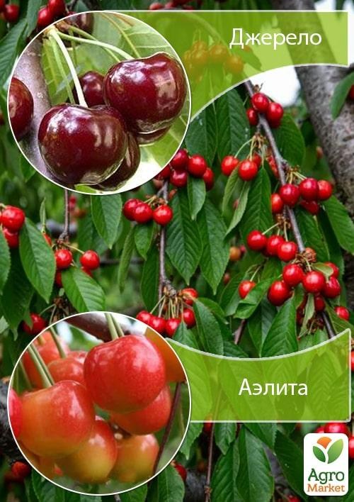 Дерево-сад Черешня "Джерело + Аеліта"