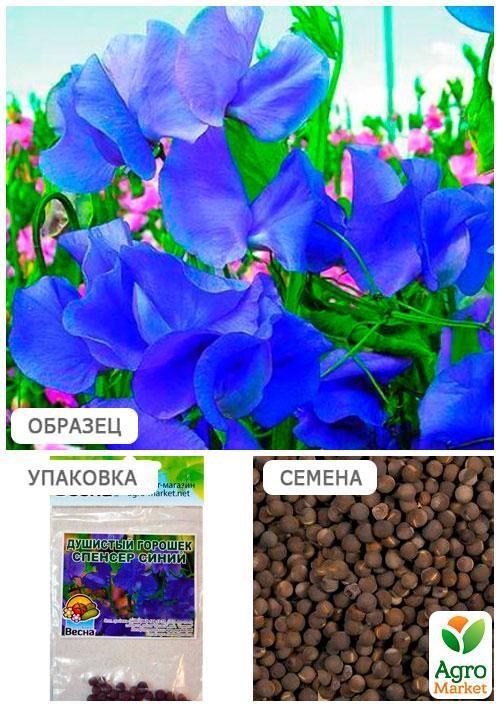 Душистый горошек "Спенсер синий" (Зипер) ТМ "Весна" 2г - фото 4