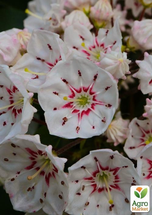 Кальмия latifolia "Zebulon"