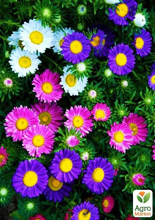 Астра "Мелкоцветковая смесь" (в банке) ТМ "Весна Органик" 5г