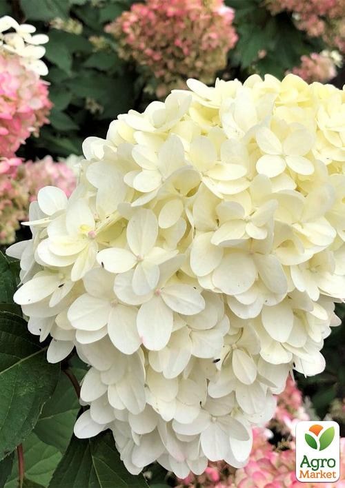 Гортензія 3-х річна волотиста "Pinkachu" - фото 2