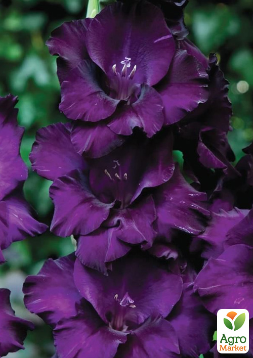 Гладиолус "Mombasa" 