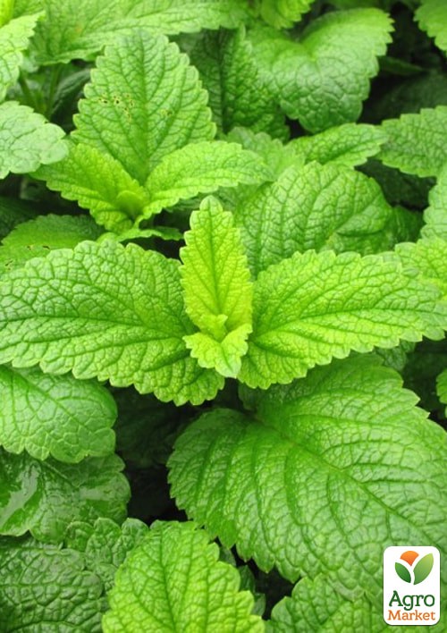 Меліса "Лімонна" ТМ "Весна" 100г - фото 2