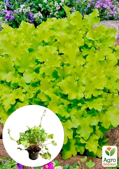 Гейхера (Heuchera) "Lime Marmalade" С1 (высота 15-30см)
