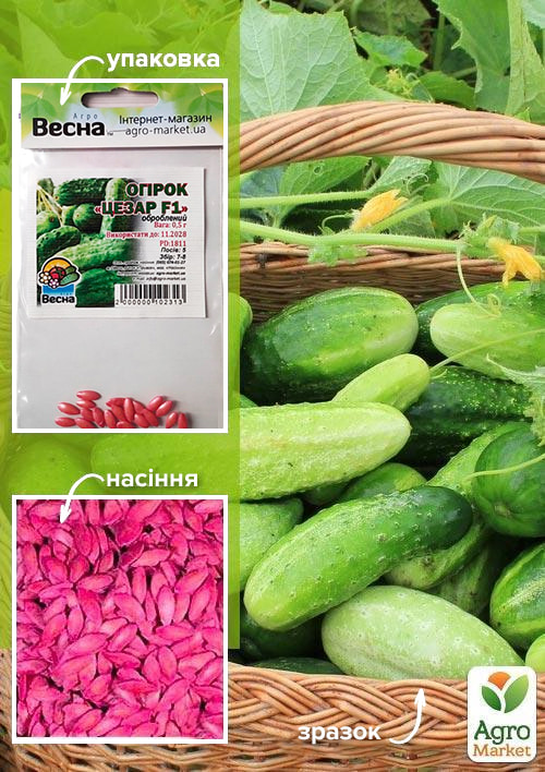 Огурец обработанный "Цезарь F1" (Зипер) ТМ "Весна" 0.5г